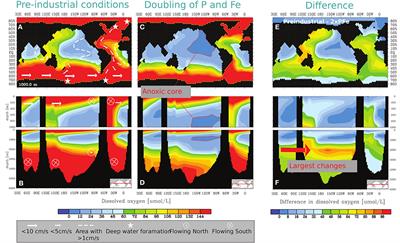 Enhanced Organic Carbon Burial in Sediments of Oxygen Minimum Zones Upon Ocean Deoxygenation